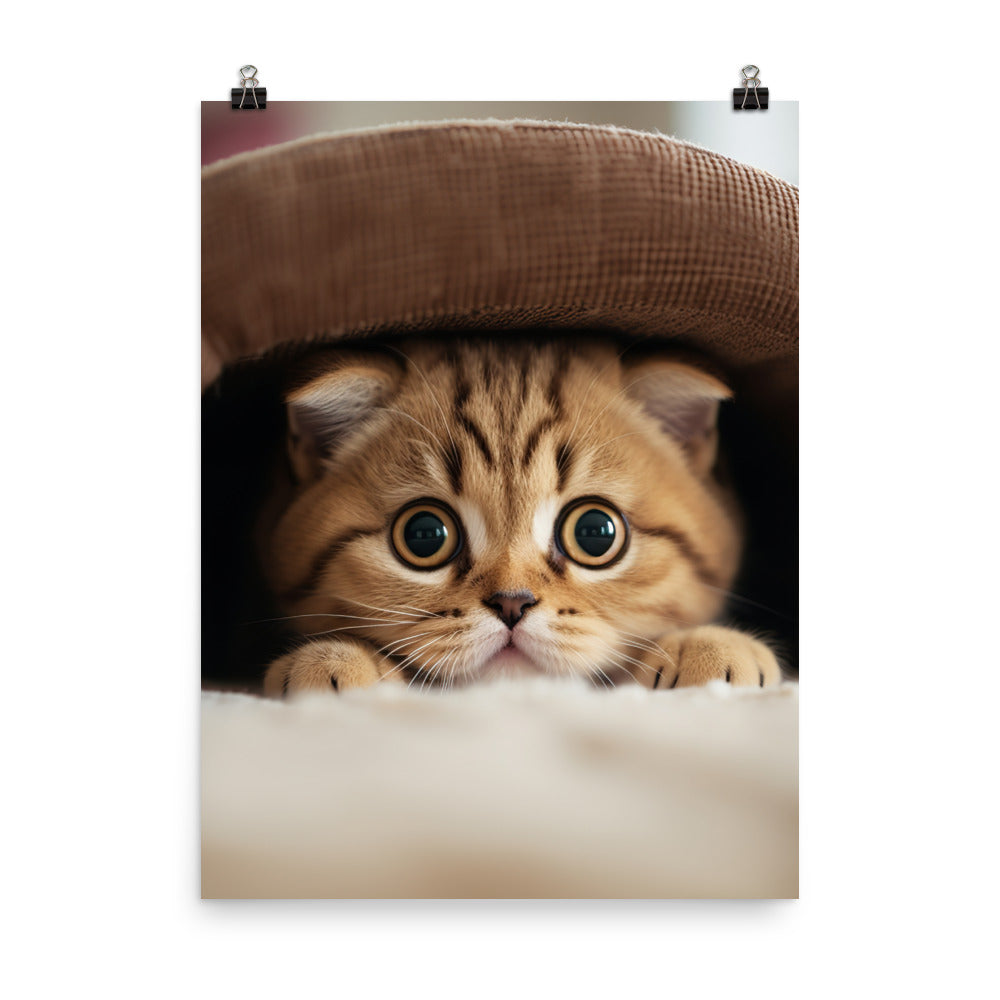 Scottish Fold Kitten Photo paper poster - PosterfyAI.com