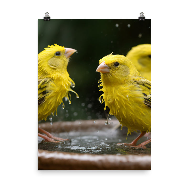 Canaries enjoying a bath Photo paper poster - PosterfyAI.com