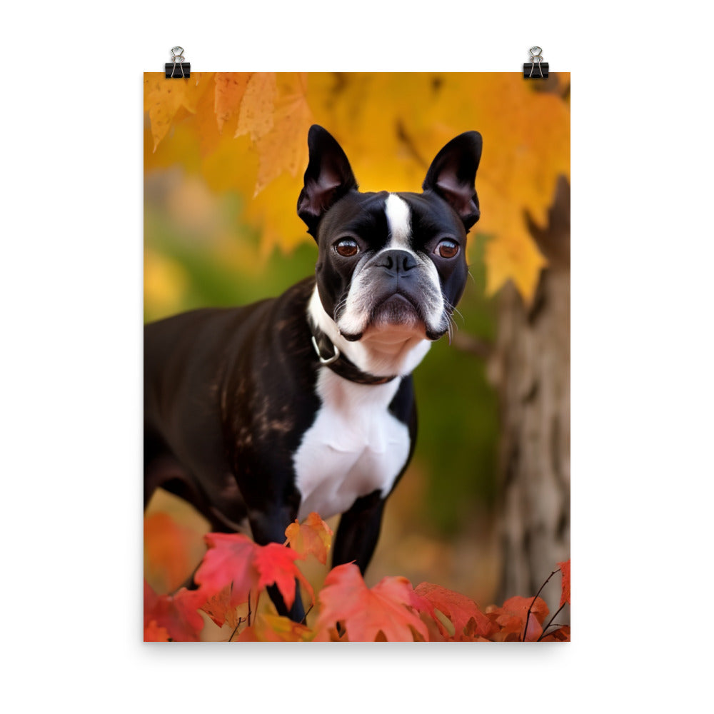 Boston Terrier with Fall Colors Photo paper poster - PosterfyAI.com