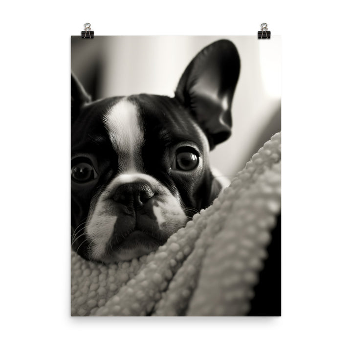 Boston Terrier Pup at Home Photo paper poster - PosterfyAI.com