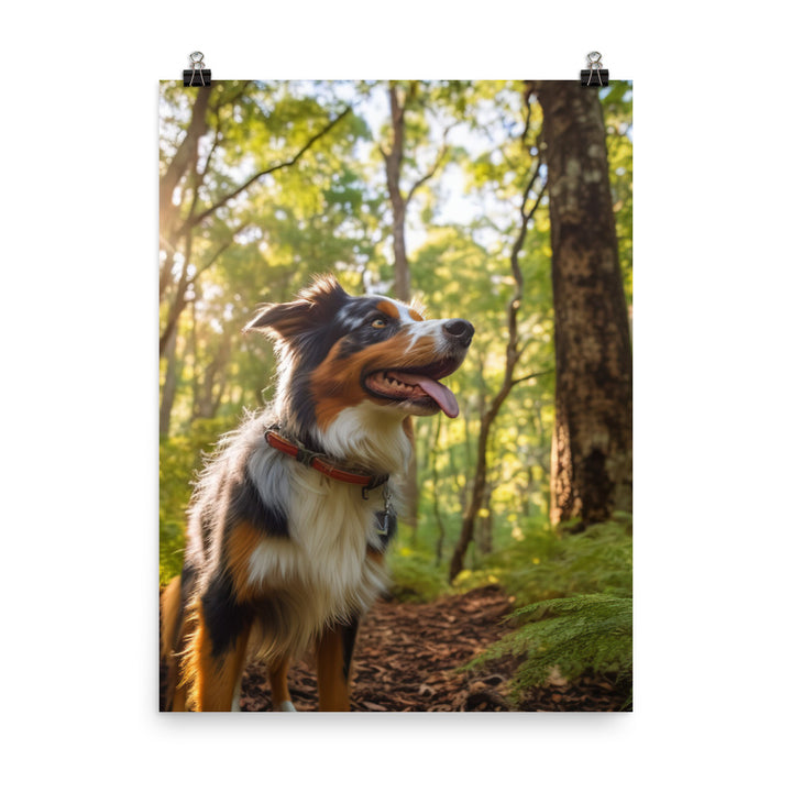 Australian Shepherd as it hikes Photo paper poster - PosterfyAI.com