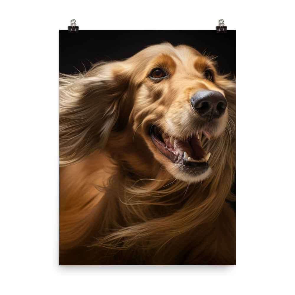 Afghan Hound in a playful mood Photo paper poster - PosterfyAI.com