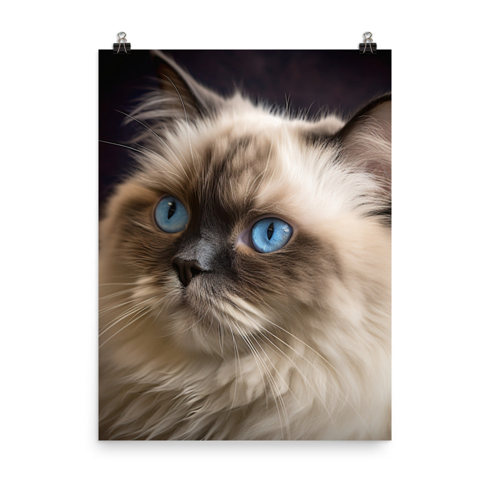 Beauty of Himalayan Cat Photo paper poster - PosterfyAI.com