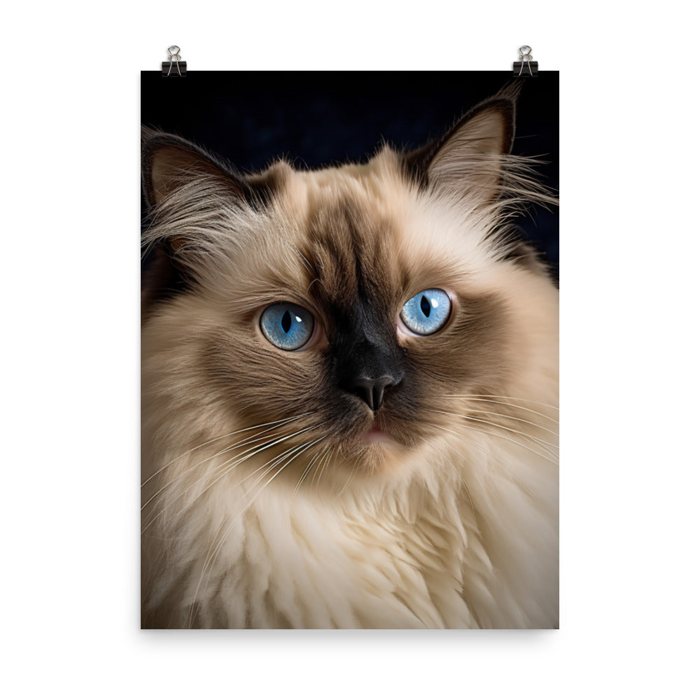 Beauty of Himalayan Cat Photo paper poster - PosterfyAI.com