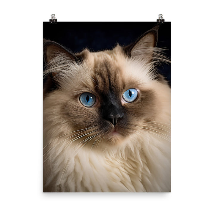 Beauty of Himalayan Cat Photo paper poster - PosterfyAI.com