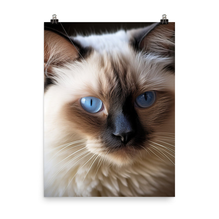 Birman Cat Photo paper poster - PosterfyAI.com