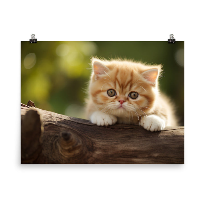 Exotic Shorthair Photo paper poster - PosterfyAI.com