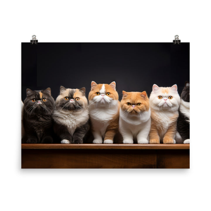 Exotic Shorthair Photo paper poster - PosterfyAI.com