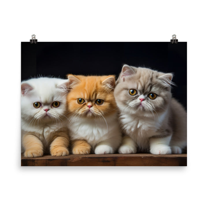 Exotic Shorthair Photo paper poster - PosterfyAI.com