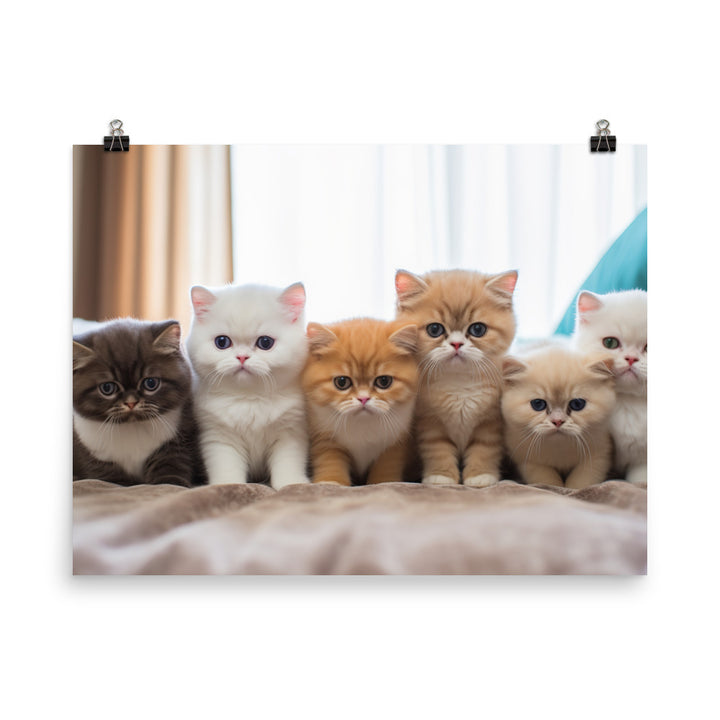 Exotic Shorthair Photo paper poster - PosterfyAI.com