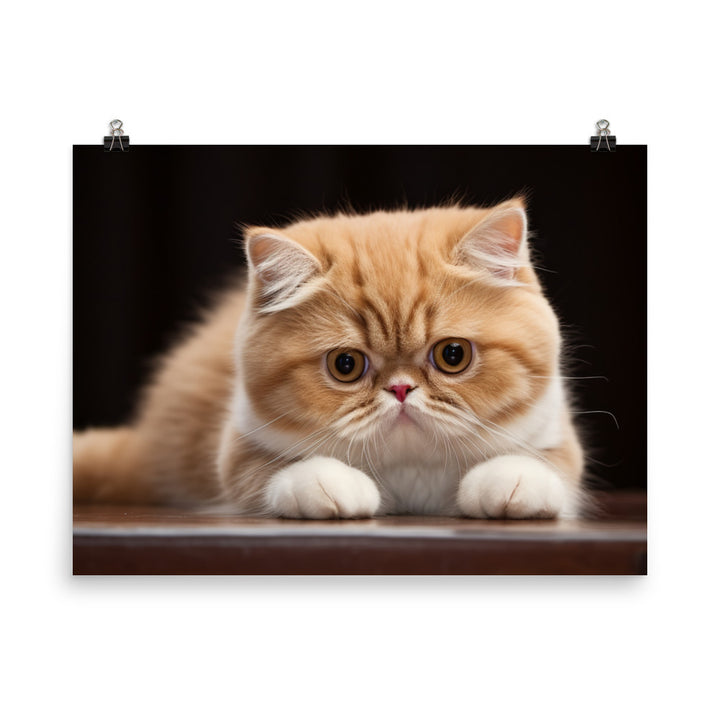 Exotic Shorthair Photo paper poster - PosterfyAI.com