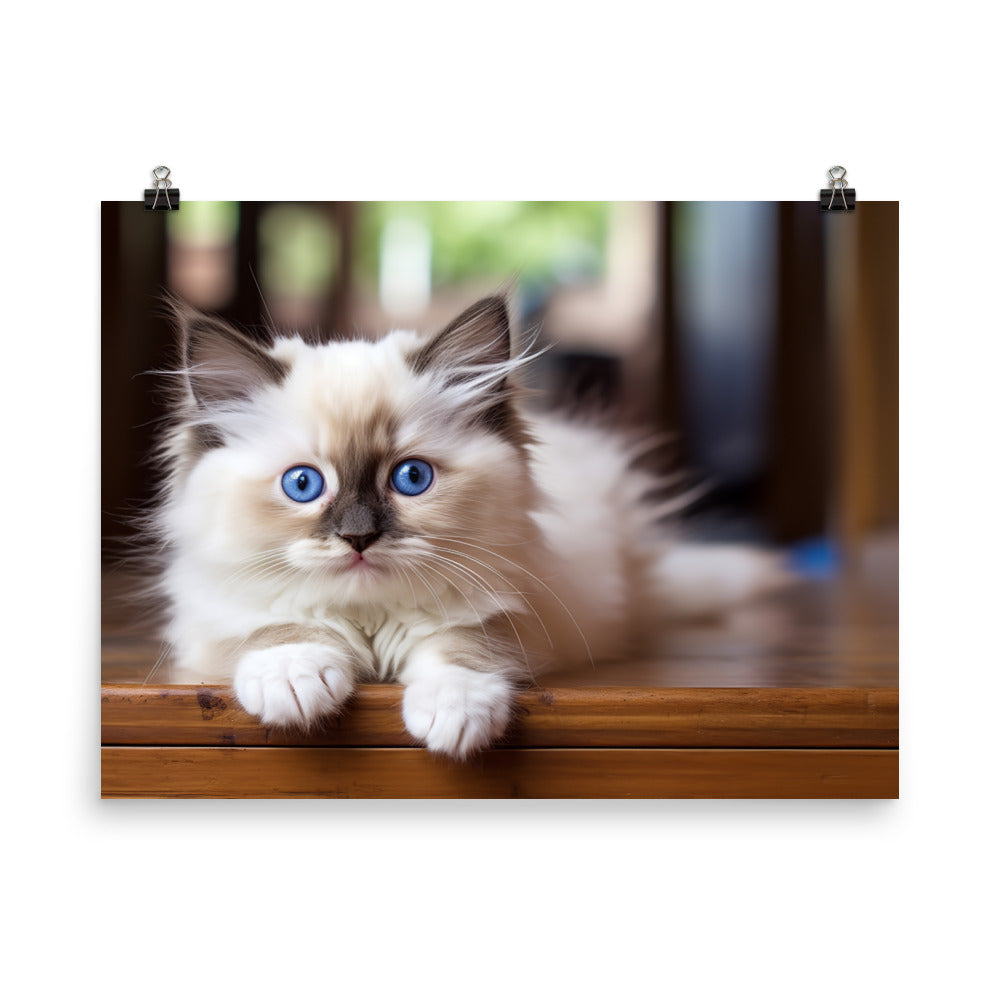 Ragdoll Photo paper poster - PosterfyAI.com