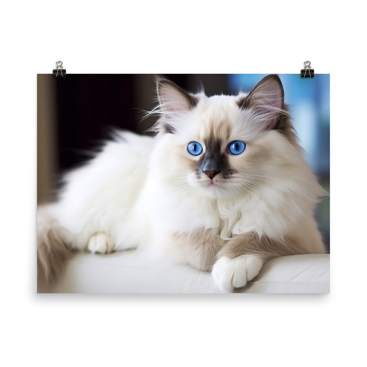 Ragdoll Photo paper poster - PosterfyAI.com