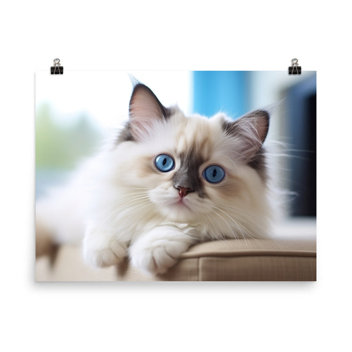 Ragdoll Photo paper poster - PosterfyAI.com