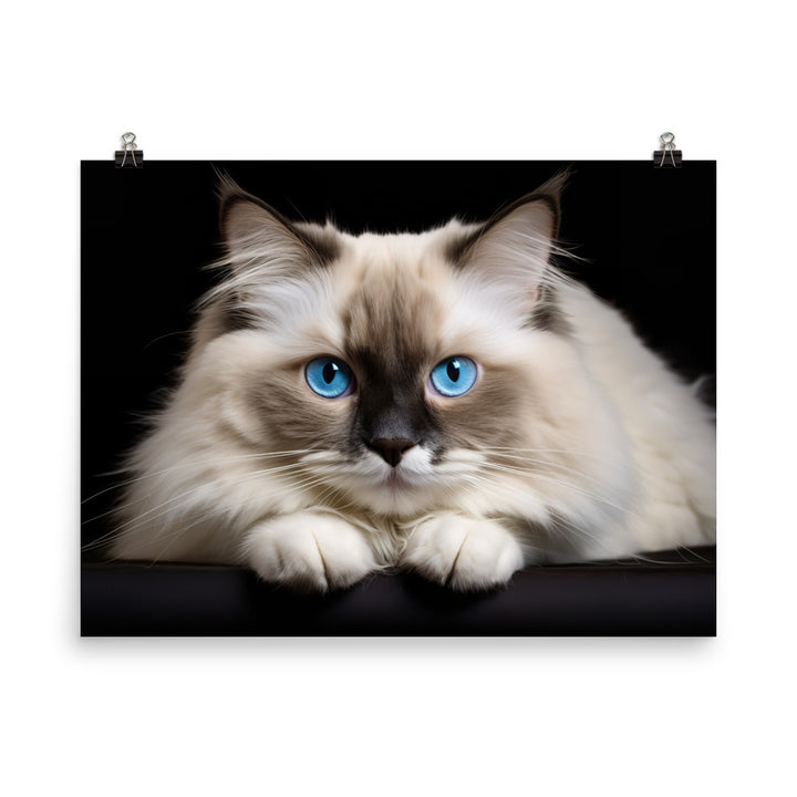 Ragdoll Photo paper poster - PosterfyAI.com