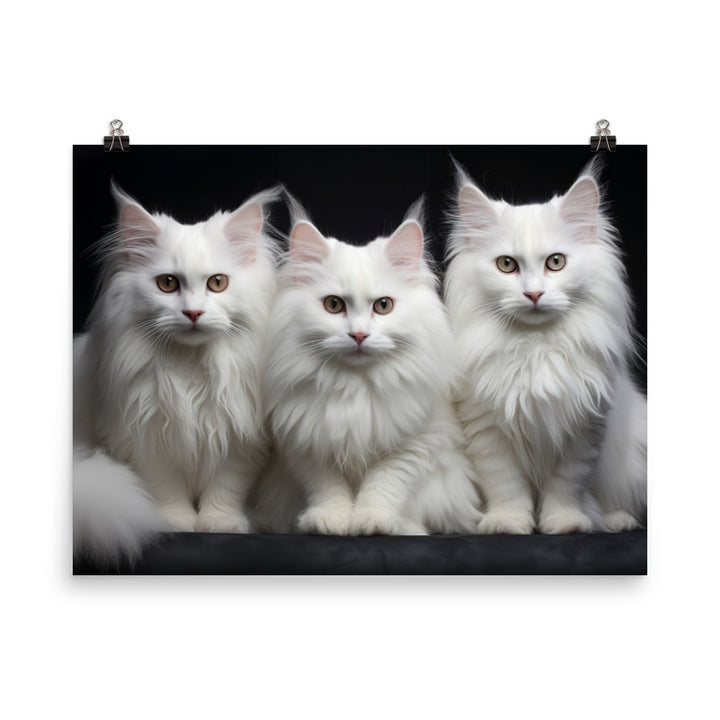 Turkish Angora Photo paper poster - PosterfyAI.com