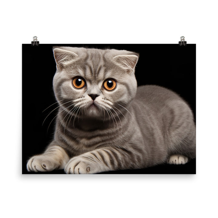 Scottish Fold Photo paper poster - PosterfyAI.com