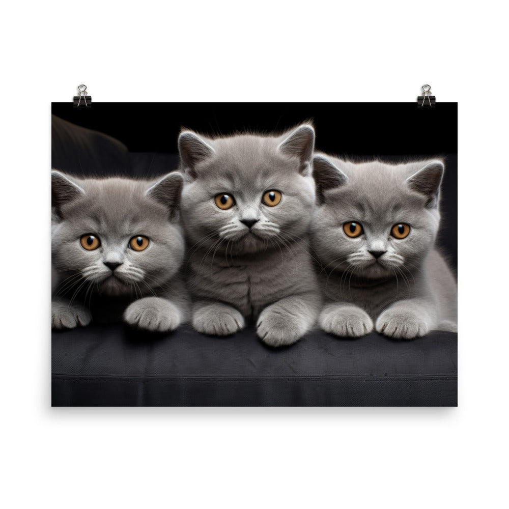 British Shorthair Photo paper poster - PosterfyAI.com