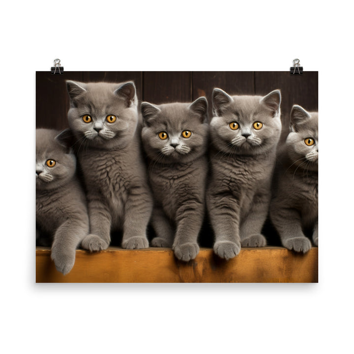 British Shorthair Photo paper poster - PosterfyAI.com