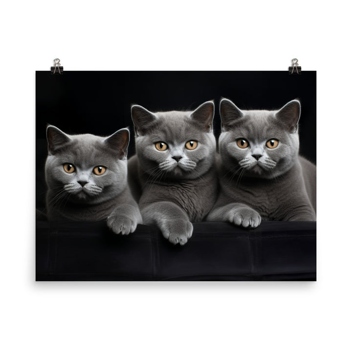 British Shorthair Photo paper poster - PosterfyAI.com