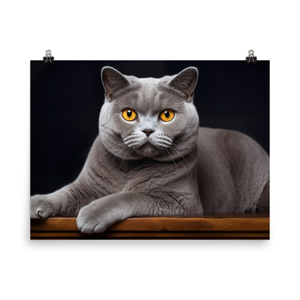 British Shorthair Photo paper poster - PosterfyAI.com