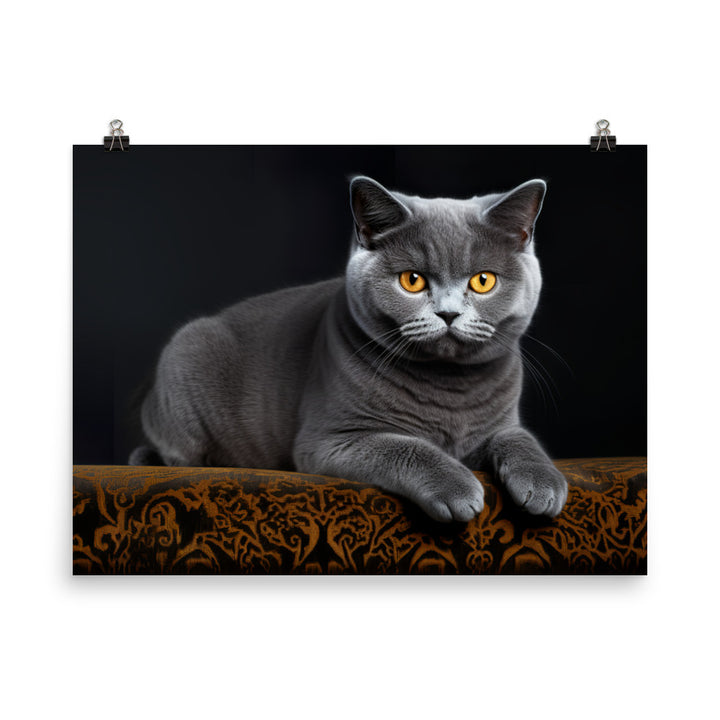 British Shorthair Photo paper poster - PosterfyAI.com