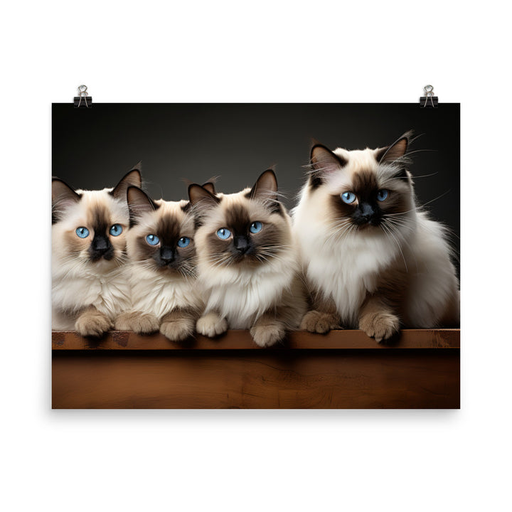 Birman Photo paper poster - PosterfyAI.com