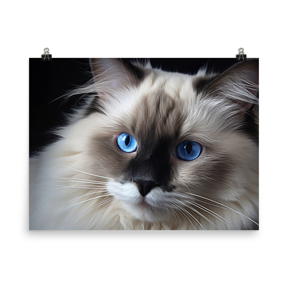 Birman Photo paper poster - PosterfyAI.com