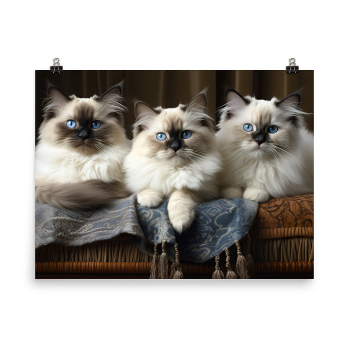 Birman Photo paper poster - PosterfyAI.com