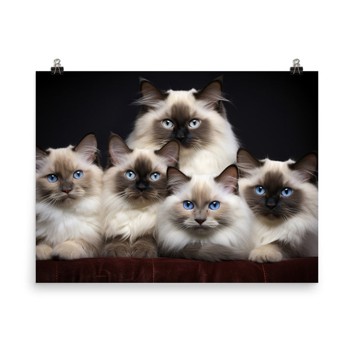 Birman Photo paper poster - PosterfyAI.com