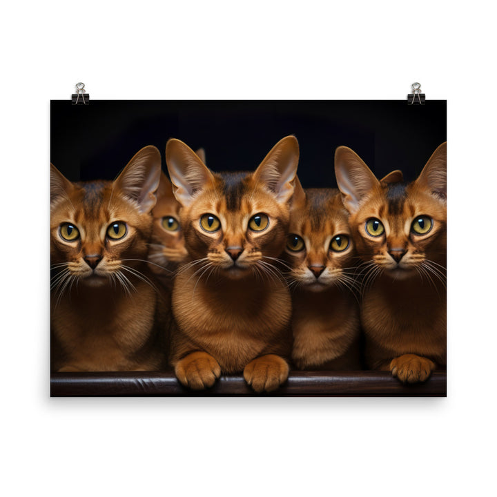 Abyssinian Photo paper poster - PosterfyAI.com