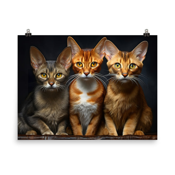 Abyssinian Photo paper poster - PosterfyAI.com