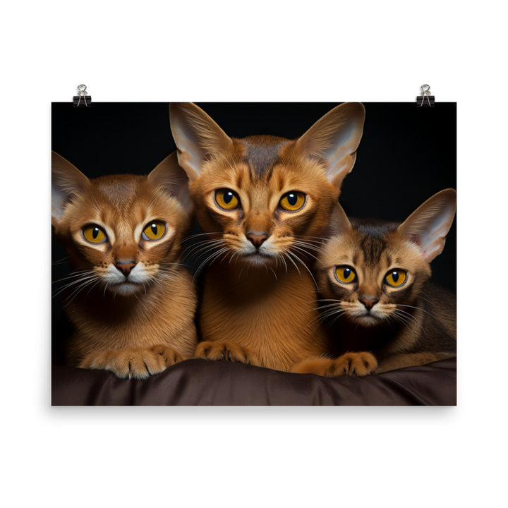 Abyssinian Photo paper poster - PosterfyAI.com