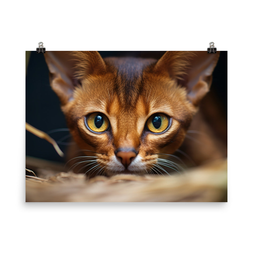 Abyssinian Photo paper poster - PosterfyAI.com