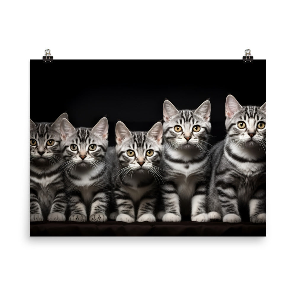 American Shorthair Photo paper poster - PosterfyAI.com