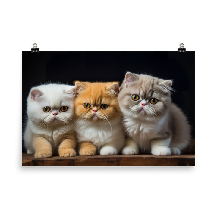 Exotic Shorthair Photo paper poster - PosterfyAI.com