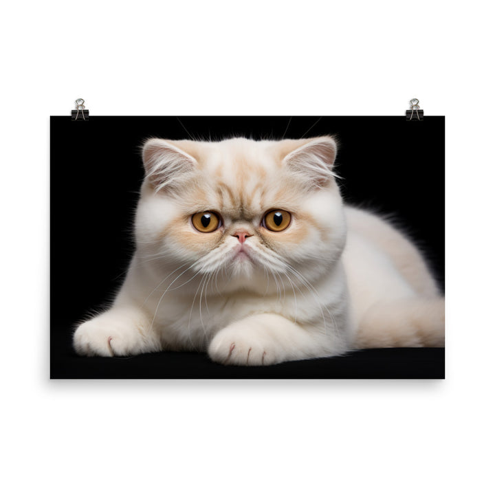 Exotic Shorthair Photo paper poster - PosterfyAI.com