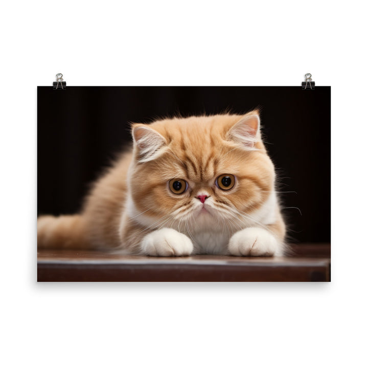 Exotic Shorthair Photo paper poster - PosterfyAI.com