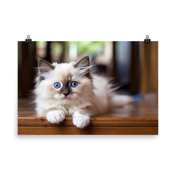 Ragdoll Photo paper poster - PosterfyAI.com