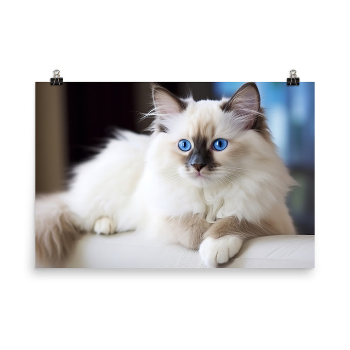 Ragdoll Photo paper poster - PosterfyAI.com