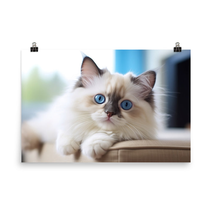 Ragdoll Photo paper poster - PosterfyAI.com