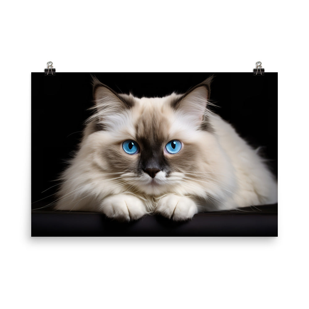 Ragdoll Photo paper poster - PosterfyAI.com