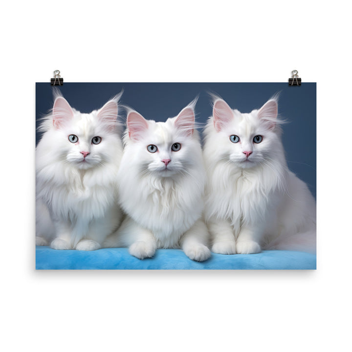 Turkish Angora Photo paper poster - PosterfyAI.com