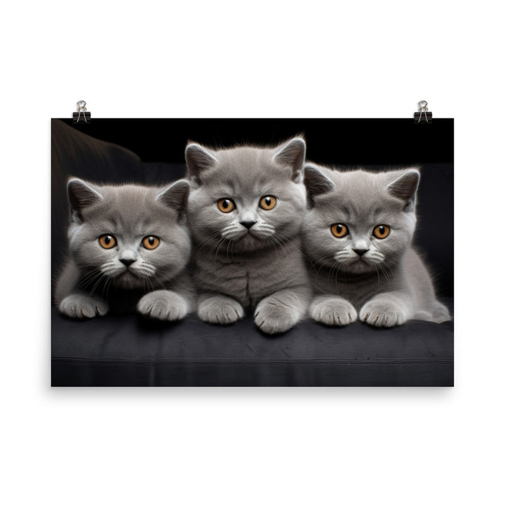 British Shorthair Photo paper poster - PosterfyAI.com