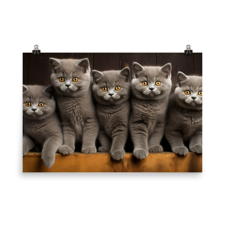 British Shorthair Photo paper poster - PosterfyAI.com