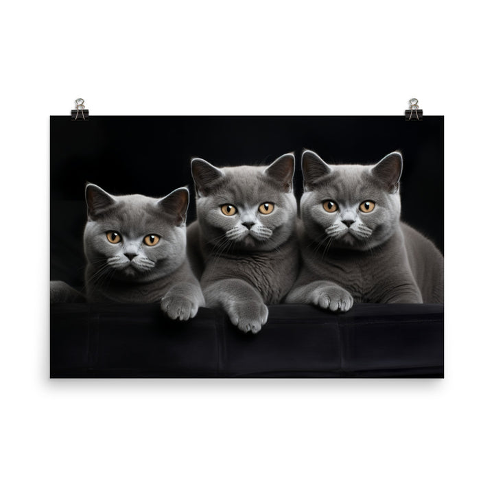 British Shorthair Photo paper poster - PosterfyAI.com