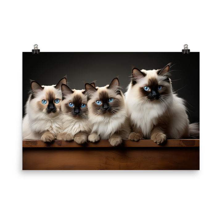 Birman Photo paper poster - PosterfyAI.com