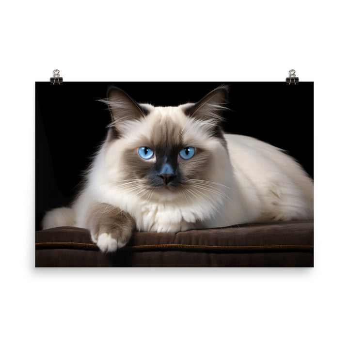 Birman Photo paper poster - PosterfyAI.com