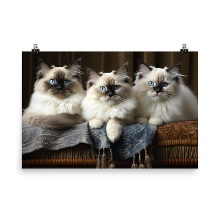 Birman Photo paper poster - PosterfyAI.com