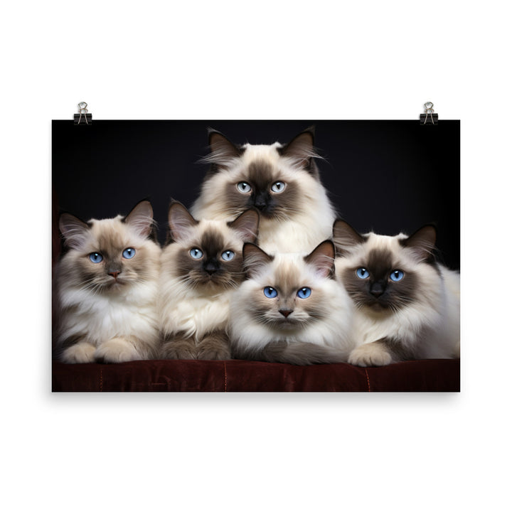 Birman Photo paper poster - PosterfyAI.com